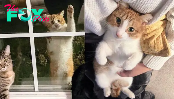 **Surprising Visitor: Stray Cat Finds His Home by Climbing Through a Window and Becomes the Perfect Companion**.SOT