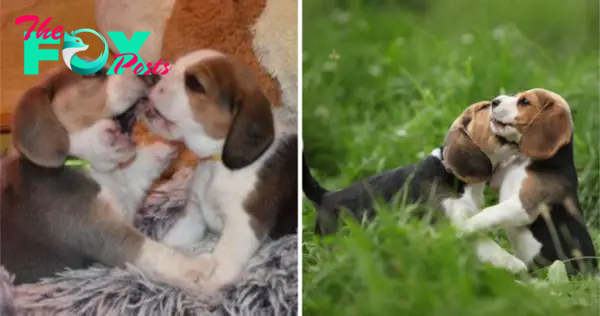 QT The Innocence of a Beagle Pup Melts Hearts