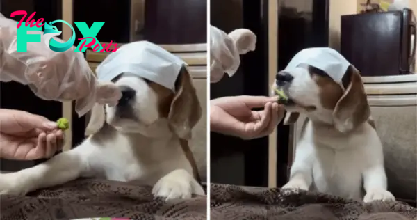 QT Enticing Your Beagle: Tips for Getting Your Pup to Eat Veggies