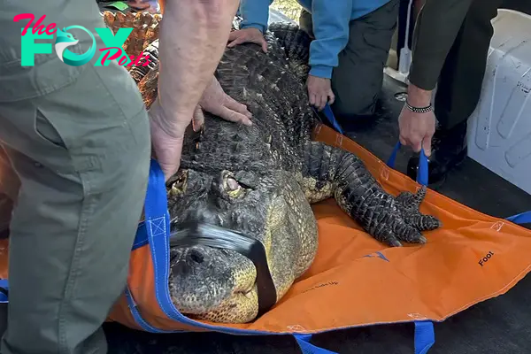 Albert the Alligator’s Owner Sues New York State Agency in Effort to Be Reunited