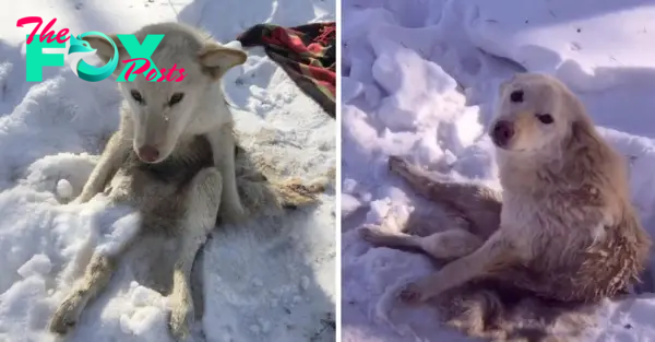 QT The heartrending wails of a dog stranded in the snow for days, suffering from the torment of parasites, touched millions of hearts around the world.