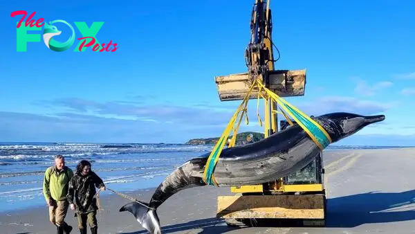 Ultra-rare whale never seen alive washes up on on New Zealand beach — and scientists could now dissect it for the 1st time