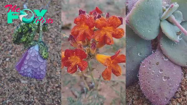 See stunning photos of the Atacama Desert — the driest on Earth — blooming in winter for 1st time in a decade