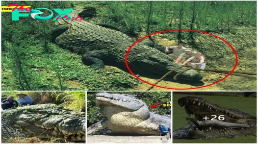 Discovery of the world’s largest crocodile: More than 3 meters tall and weighing more than 10 tons, it causes panic (Video).