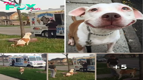 A Pitbull waits Patiently in line to get an ice Cream just like Everyone else!