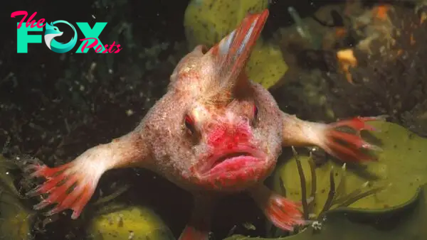 Red handfish: A tiny, moody fish with hands for fins and an extravagant mohawk