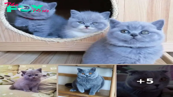 Meet the beautifully Blue british shorthair Cat the Teddy Bear of the Cat World…!