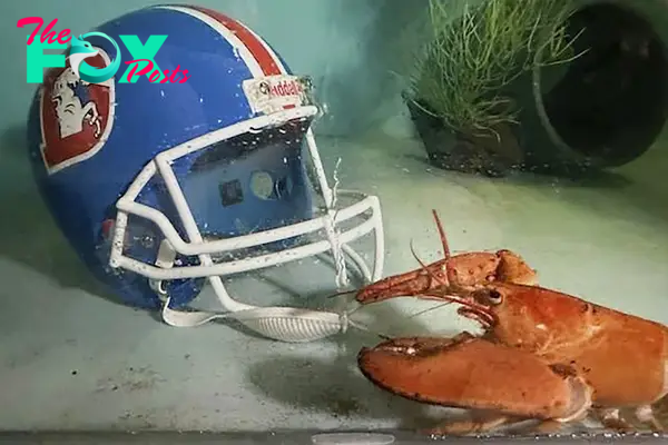 Meet Crush, the Rare Orange Lobster Diverted From a Dinner Plate by Denver Broncos Fans