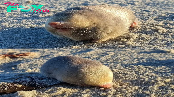 A Golden Mole that has not been seen for over 80 Years has been rediscovered in sand dunes in South Africa!