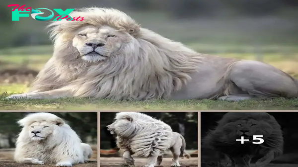 Rare White Lion Moya Captivates with Stunning Mane at South African Sanctuary