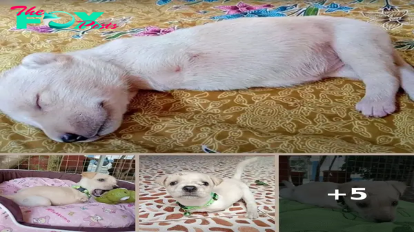 Stray Puppy with Deformed Legs Finds New Hope in Loving Home