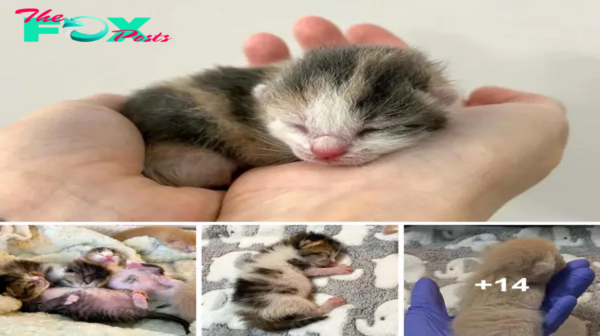 SOT.**Seven Tiny Kittens Rescued from Shelter Begin a New Chapter of Adventures and Joy**.SOT