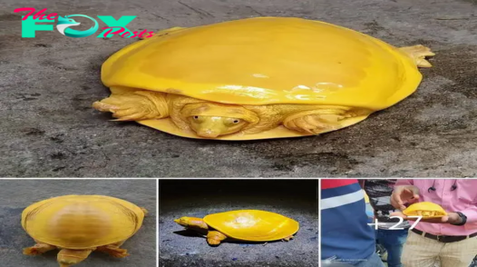 Millions pray for rare golden-shelled turtle with ‘lucky grilled cheese’ found in India