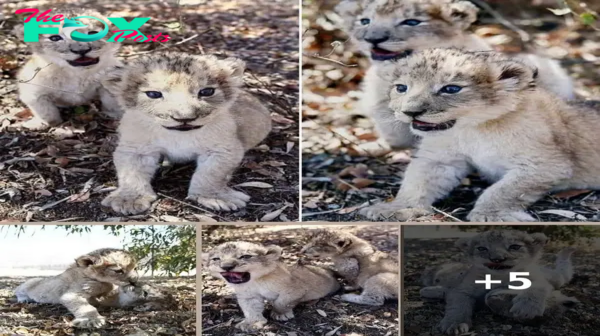 World’s First Lion Cubs Born via Artificial Insemination Ignite Conservation Hope and Debate