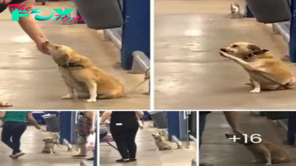 A homeless dog, found at the entrance of a supermarket, is in search of a new family with his touching behavior that makes everyone who sees him fall in love.hanh