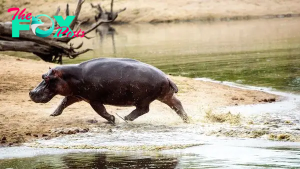 Trotting hippos can 'fly,' but only in 0.3-second bursts, study finds