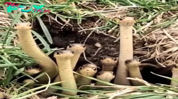 Stunning Wildlife Photos Capture Young Snakes Awaiting Their Mother’s Return.criss