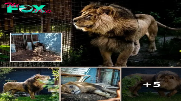 Rescued Lions Find New Life at Dutch Sanctuary After Enduring “World’s Worst Zoo”