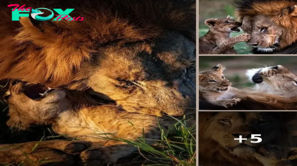 A Lion’s Legacy: Heartwarming Moments Between a Cub and His Father