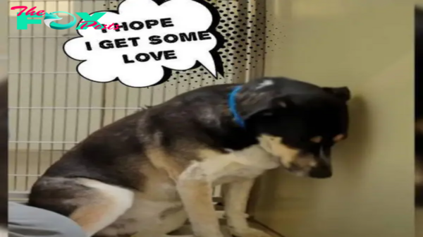 Sad dog couldn’t stop staring at the wall after being brought back to the shelter.hanh