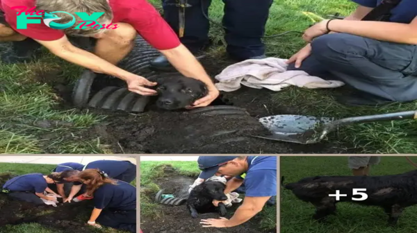 Heartwarming Rescue: Family Dog Saved from Storm Drain After Week-Long Ordeal