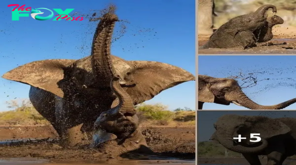 Playful Baby Elephants Enjoy Mud Baths a the African Savanna