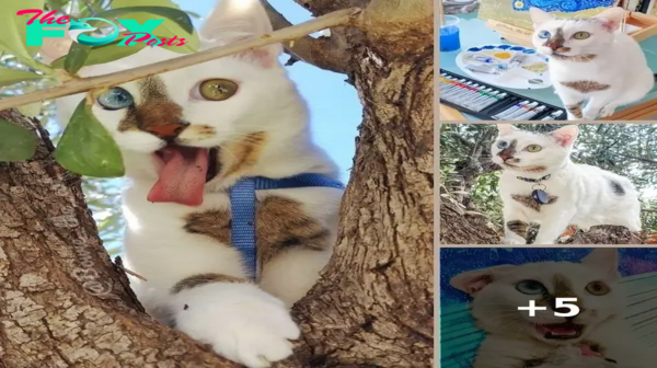 “Bowie the Cat: The Internet Star with an Unforgettable Look”