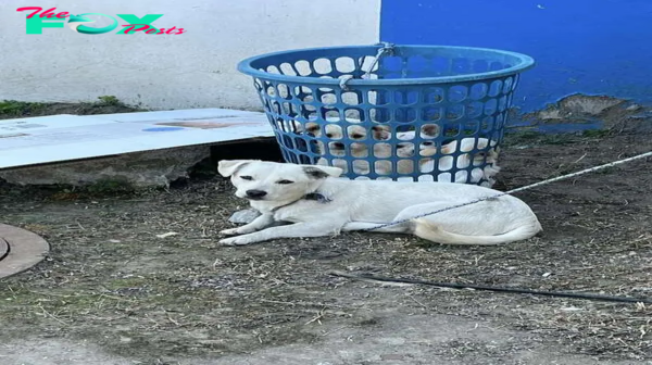 QT Rescuers find a dog tied to a laundry basket and, shortly after, notice little eyes watching them. – Newspaper World