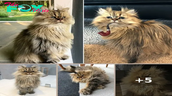 Meet Barnaby: The Lovably Sleepy Persian Cat Captivating Millions