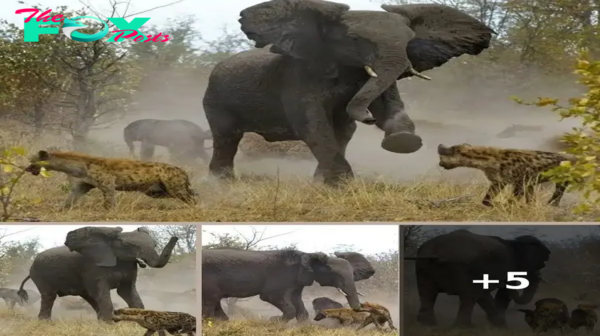 Brave Elephant Defends Injured Calf Against Hyena Pack in Botswana