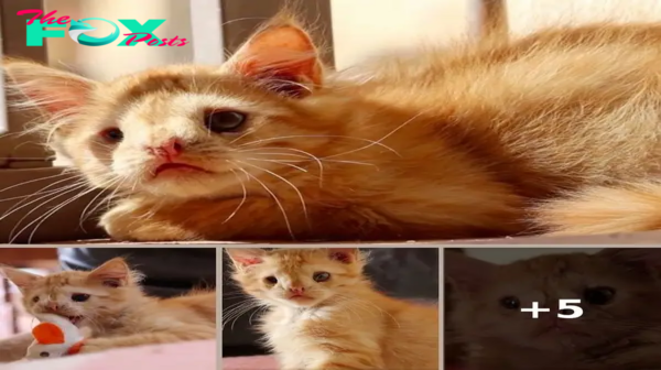 A touching story about the strength of a cat who was shunned for being too ugly