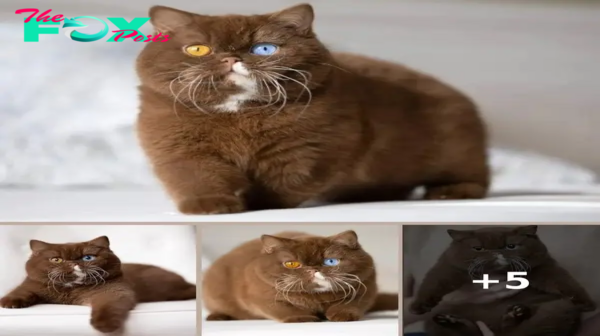 Discover the Mystery of Cats with Different, Cold, Bear-Like Eyes
