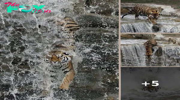 Yorkshire Park’s Amur Siberian Tiger Takes a Stunning Dive to Beat the Heat