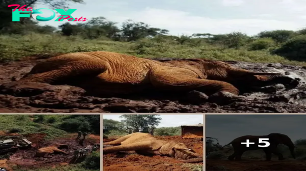 Race Against Time: Rescuing an Elephant Stuck in Mud