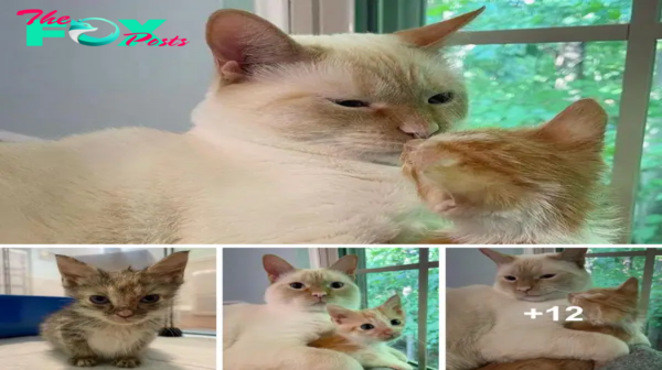 SOT.Rescued Kitten Forms Tight Bond with Family Cat, Becomes Adorably Attached.SOT