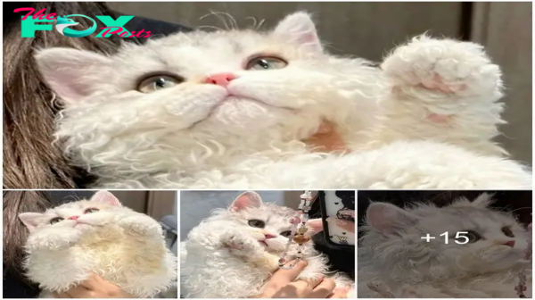 Meeting Lisa, the Adorably Curly-Coated Cat Princess