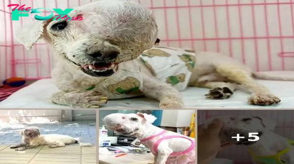 Heartbreaking: Dog with Massive Tumor Abandoned, Faces Medical Ordeal