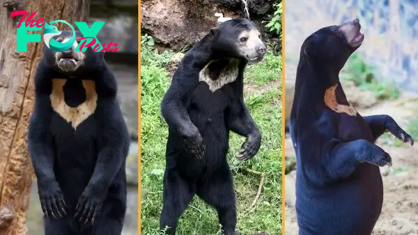 Sun bear: The little carnivores that look so similar to humans they've been mistaken for people wearing costumes