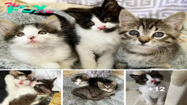SOT.Family Adopts Kittens, Discovers Trio with Unbreakable Bond.SOT