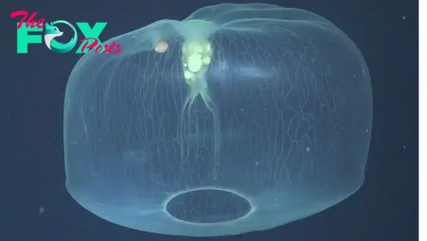 Otherworldly video captures rare jellyfish with a hitchhiker in its bell