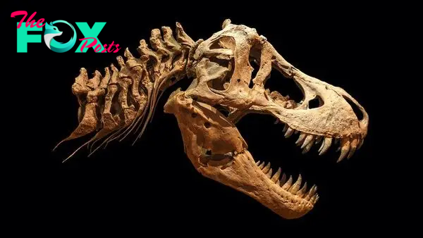 T. rex could have been 70% bigger than fossils suggest, new study shows