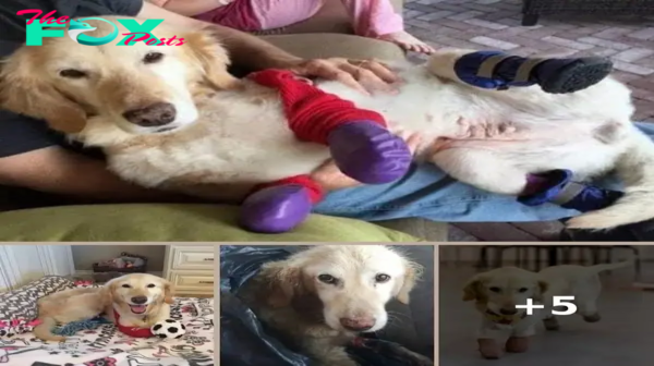 Resilient Dog with Four Prosthetics Finds New Life After Narrow Escape from the Meat Market