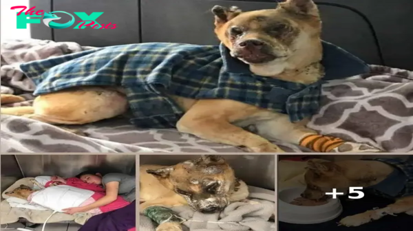 Heartwarming: Vet Comforts Burnt Dog with Tender Care