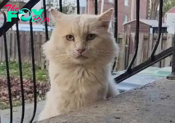 SOT.Couple Finds Lonely Neighborhood Cat: Months of Trust-Building Lead to a New Beginning.SOT