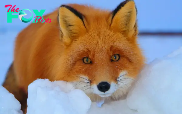 The Enigmatic Fox: Adaptability, Intelligence, and Cultural Significance H21