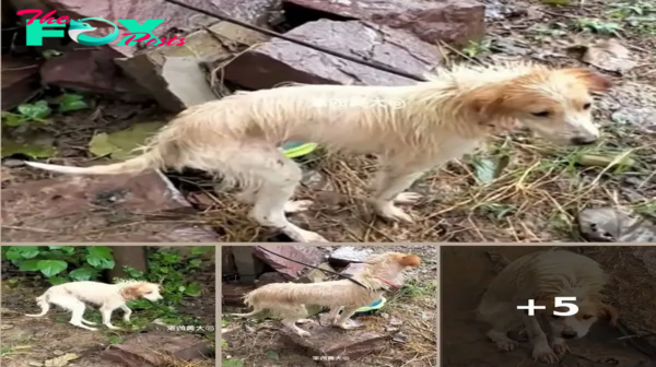 Heartbreaking Pictures Shows Owner Neglecting and Abusing Helpless Dog in the Pouring Rain