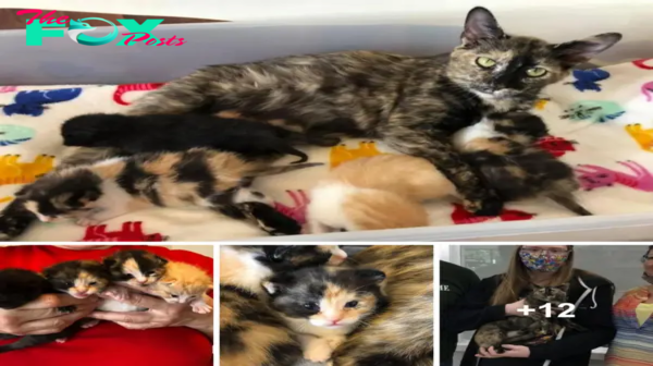 SOT.Brave Cat Shelters Newborn Kittens from Cold Until Rescue, Finds Her Forever Home.SOT