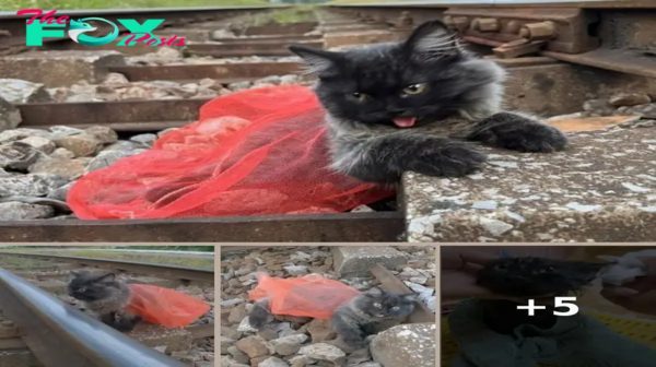 Abandoned on a Treacherous Railway: The Harrowing Tale of a Stranded Cat