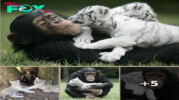 Unlikely Friendship: Chimpanzee and White Tiger Cub Share Heartwarming Bond