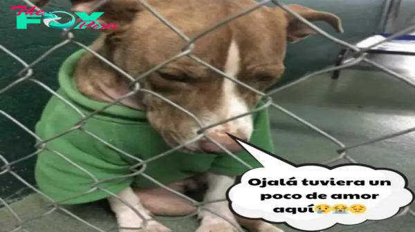 Desolado perrito usó eternamente un suéter navideño rogando un hogar, pero el tiempo se agotaba.hanh